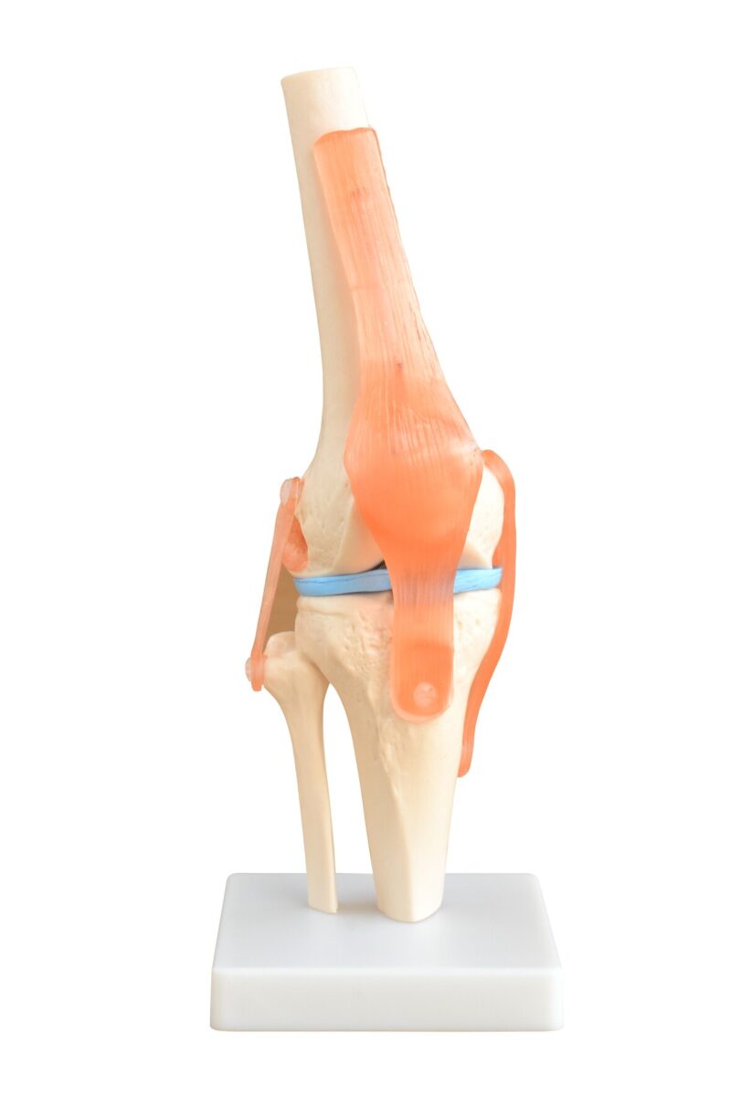 Life-Size Knee Joint XC-111