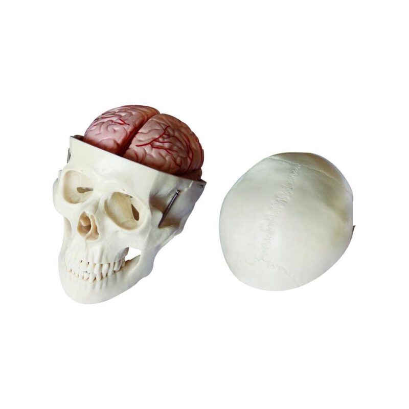 Skull Model with 8 Parts Brain-XC-104E