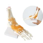 Life-Size Foot Joint with Ligaments XC-113A