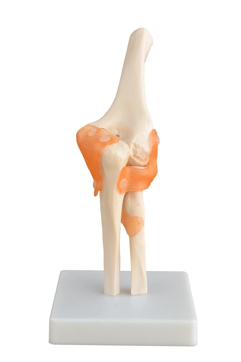 Life-Size Elbow Joint XC-112