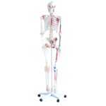 Deluxe Life-Size Human Skeleton with Muscles and Ligaments 180cm Tall XC-101A